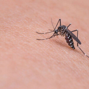 kako komarci osećaju našu toplinu