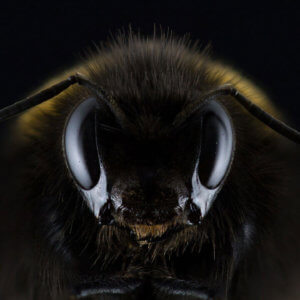 Da li korona virus prenose insekti