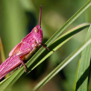roze skakavac