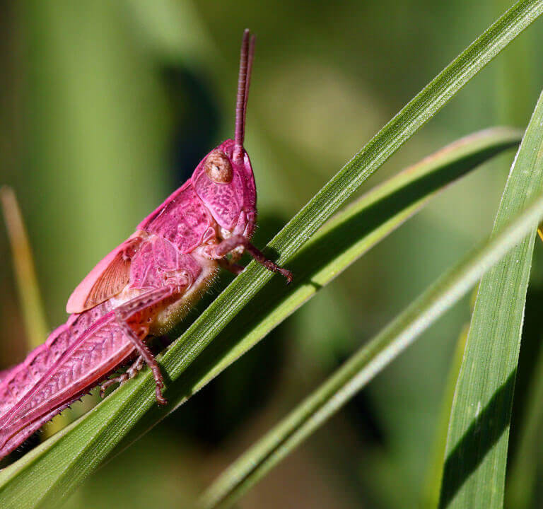 roze skakavac